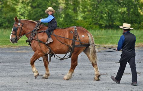 She is at a healthy weight, can be bossy, and has fantastic manners. . Draft horse auction near new york